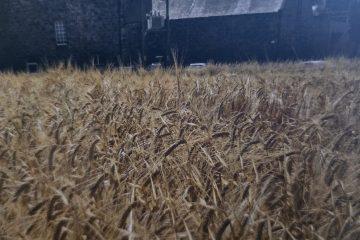 La Production De Whiskey Irlandais Single Pot Still.