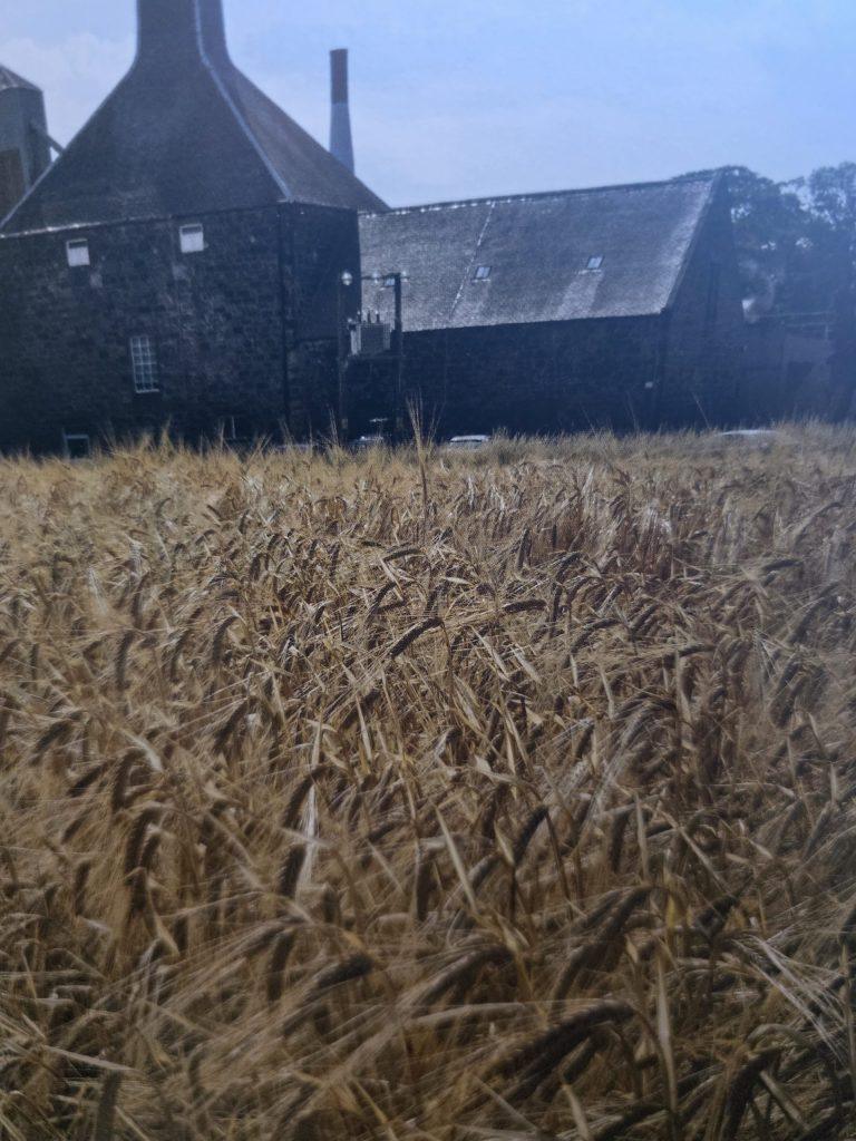 La Production De Whiskey Irlandais Single Pot Still.